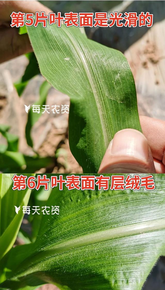 玉米什么时间控旺最佳？注意事项有哪些？一次性讲清楚！