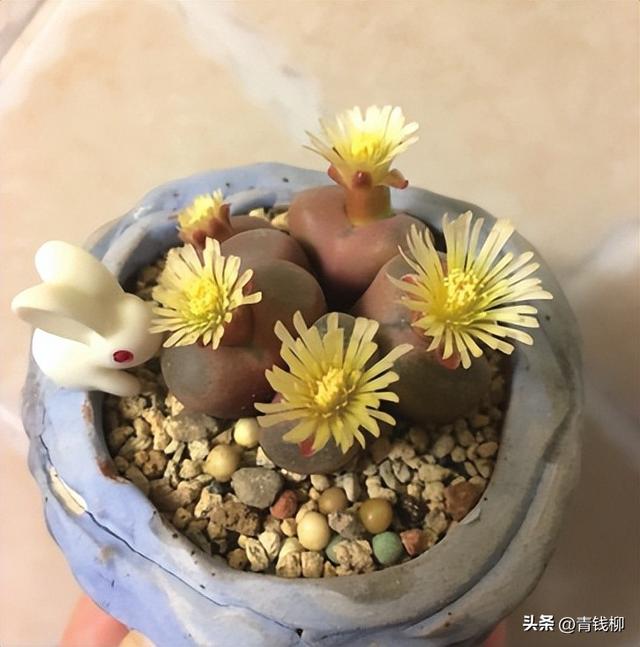 可爱的肉锥花