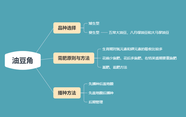 北方油豆角，又扁又宽，南方人觉得新奇！5月播种，7-8月可采收