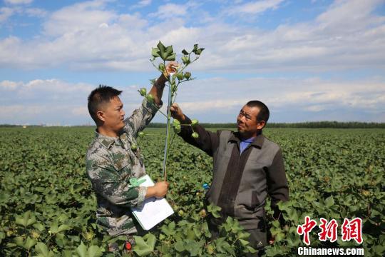 新疆兵团近千万亩棉花正进行测产（图）