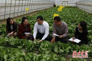 生菜种植多少天长成(生菜进京20年 从“稀罕菜”成了“京城第一叶菜”)