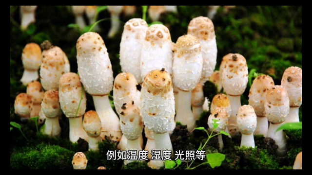 食用菌种植：精细、繁琐、艰辛的工程