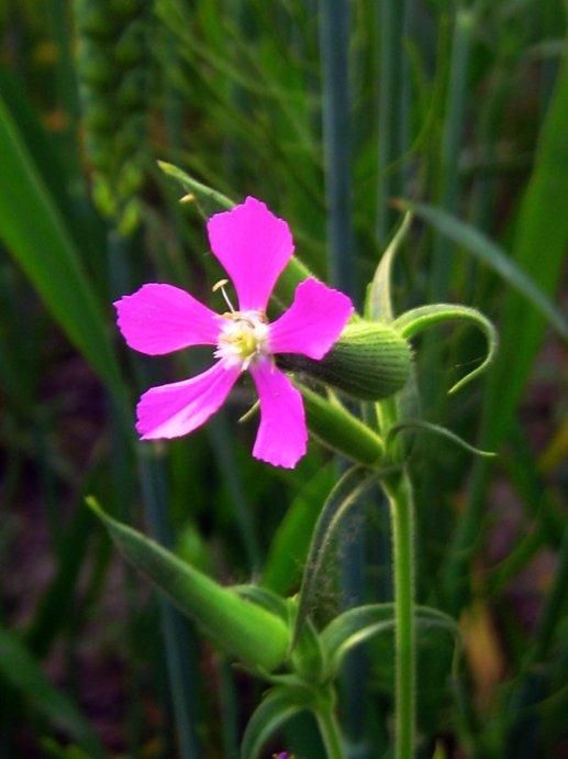 秋季面条菜（羊蹄棵）啥时播种？如何种植才能质优产量高