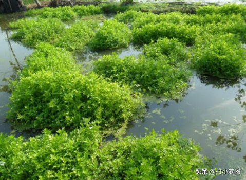 农村水稻收割后，赶紧学着这样种水芹菜，让你增产增收多赚钱