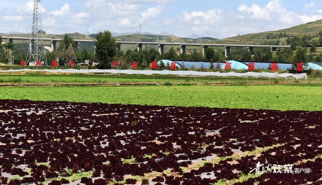 海东互助：高原特色冷凉蔬菜种植基地“遍地金”