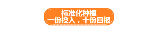 走进褚橙基地，探寻褚橙从600亩到40000亩品质如一的秘密！