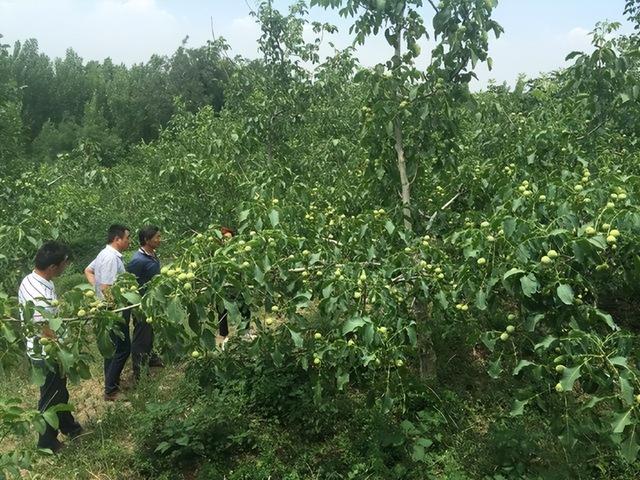 核桃种植的可持续性如何进行，对环境的影响是什么，如何减少伤害