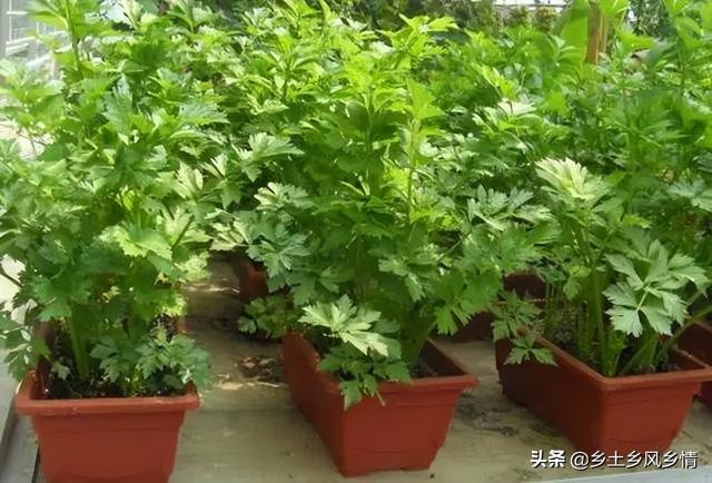 在大棚里种植蔬菜，加上一个“花盆”，收入立马就翻好几倍