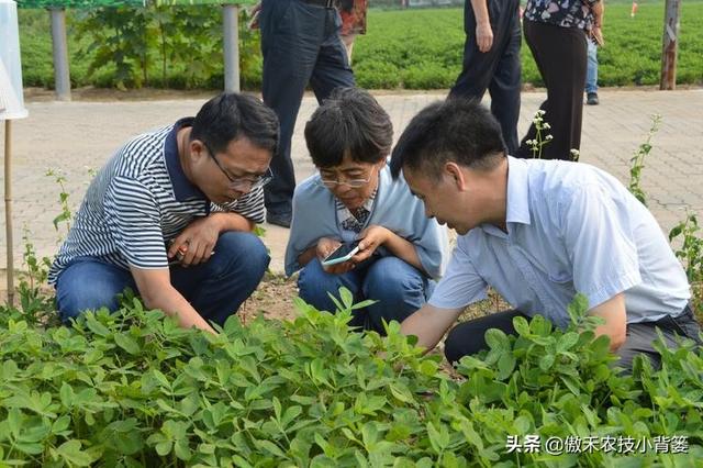 花生种植密度多大才能更高产？垄距、行距、株距多少比较合适？