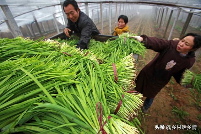 韭菜长不好试试这个方法，不用药不用肥，粗壮好吃还没有地蛆