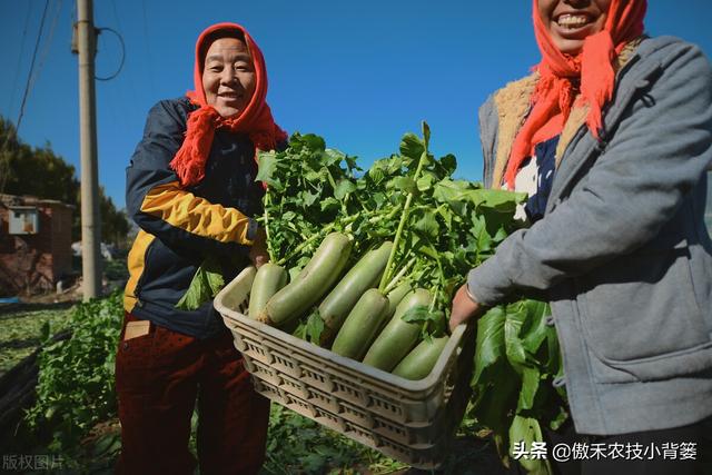 秋季萝卜种植正当时，萝卜这样种植个头大、产量高，不烂根不糠心