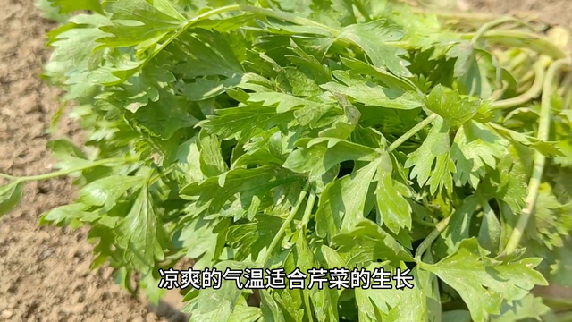 今天开始移栽芹菜苗了，种植时注意这几点，才能长出新根