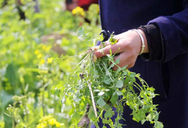 不起眼的农村野菜也能致富，种植简单，市场前景广阔