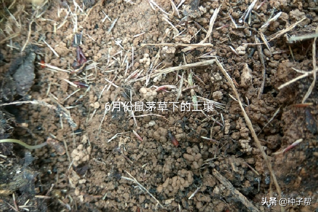 果园种鼠茅草，4-5年不用花钱除草，疏松土壤，投入低，效益高