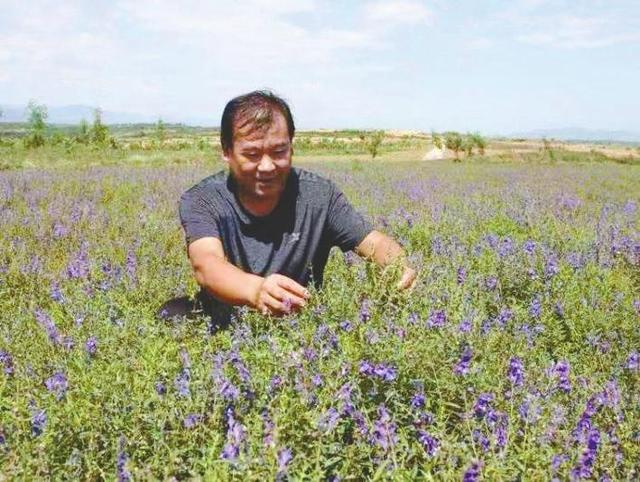 崔长义带领村民种植1800亩中药材 发展特色中药材 开出致富“千金方”