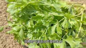 芹菜根怎么种植(今天开始移栽芹菜苗了，种植时注意这几点，才能长出新根)