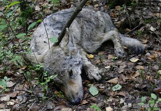 母狼难产，公狼到军营附近求助，为感谢女军医，野狼帮忙站岗放哨