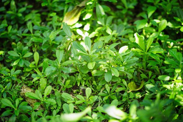 人参病虫害你知道哪些，人参种植病虫害防治技术