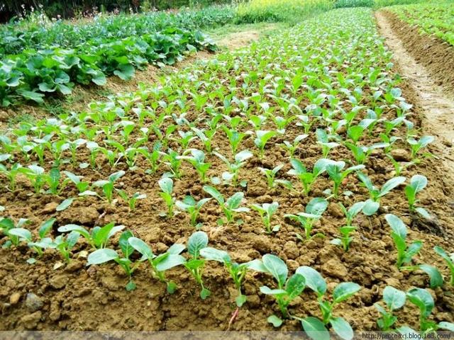 菜心各季节主要栽培技术要点（干货分享）