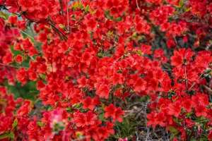 五月种植什么水果(石榴花开的季节——五月榴花红似火)