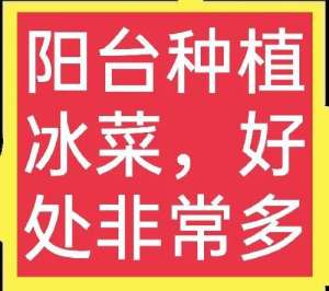 冰菜种植(阳台种冰菜技术大分享，既能体验种植乐趣，还能喜获丰收)