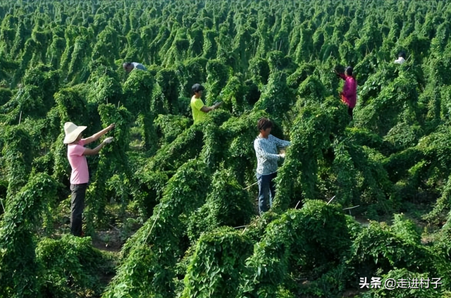 山药种植方法介绍，掌握这些方法和管理技巧，产量高病虫害少