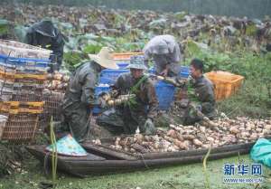 湖北省莲藕种植基地(莲藕丰收)