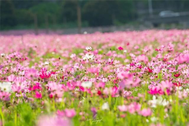 高颜值花海上新！大片波斯菊花海来袭，送你初夏第一场浪漫~