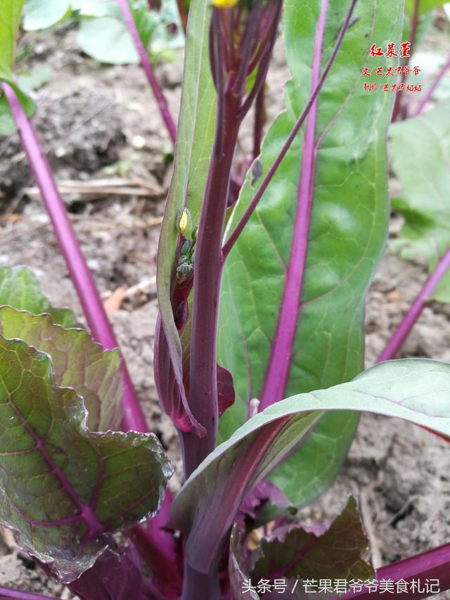 芒果君爷爷：红菜苔炒腊肉，品味湖北从这道中国名菜开始