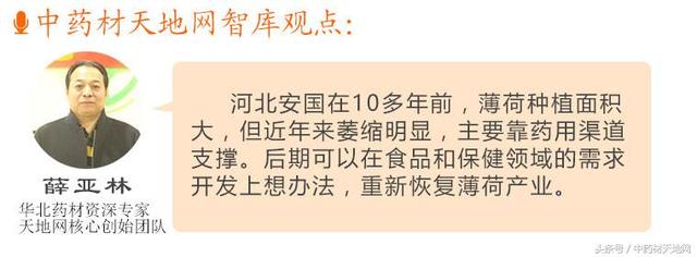 中国是曾经全球最大的薄荷产区，现在为何却衰落了？