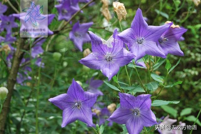 一篇认全北方常见野菜