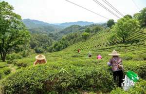 梅县种植(梅州蕉岭：一片茶叶何以致富一方)