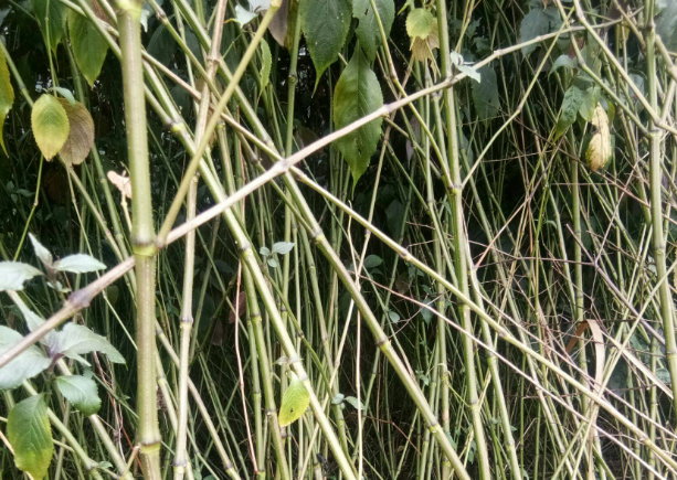 干货分享！橡胶林下南板蓝栽培技术，及合理施肥管理方法