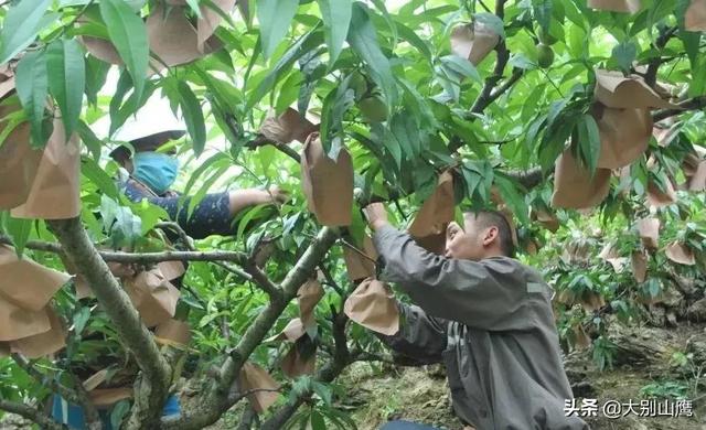 桃园要想高产，管理环节是关健，你不得不知道的桃树生产管理细节