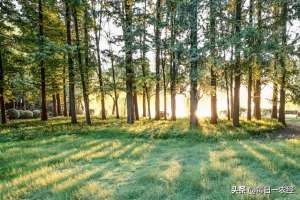 适合林下种植的药材(果园或林地可以套种哪些中药材？)