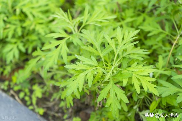 十个种艾九个富！艾草种植收益怎么样？种植艾草有什么注意事项？