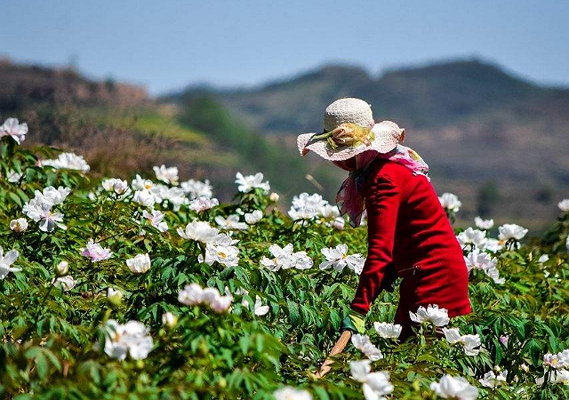 牡丹花种植有方法，这几种技巧花农要看看，花量惊人！