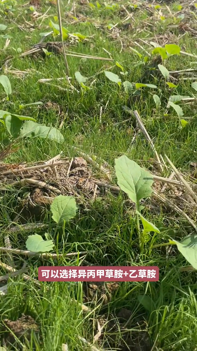 油菜种植8大注意事项，你要记住啦！#农民