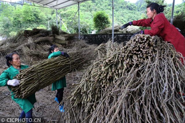 重庆黔江：全桑枝育出“生态食用菌”