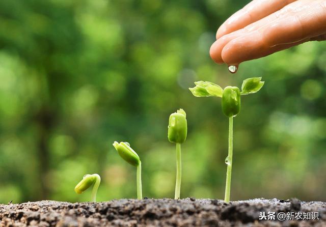 越冬甘蓝种植可满足市场需求，提高收入很简单，我来告诉你怎么做