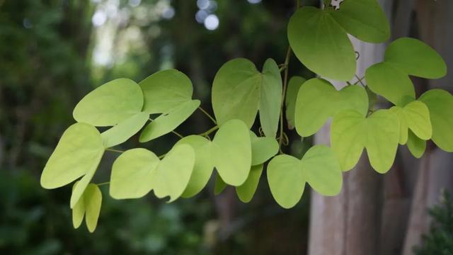 这些原生植物，是最适合在花园中应用的材料