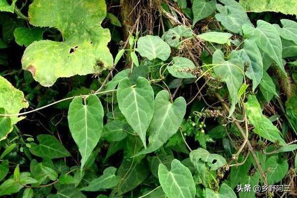 现在农村种植什么药材值钱，好种是关键，可以了解一下