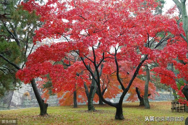 仅需掌握这几个重点，让你轻松学会红枫盆景的制作