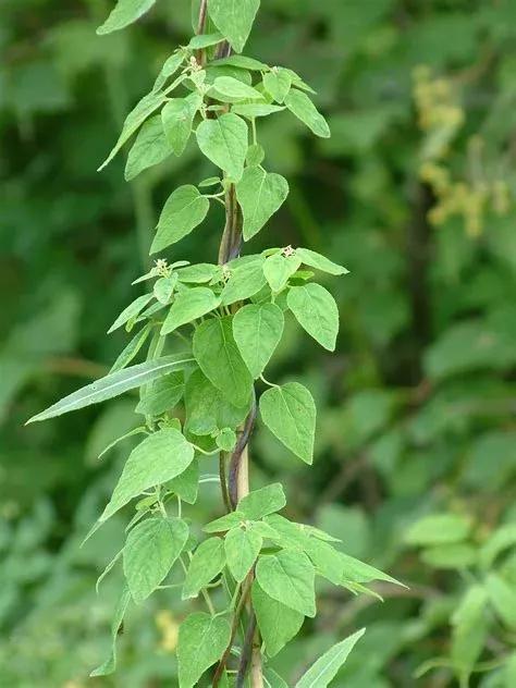 党参种植技术及后期管理