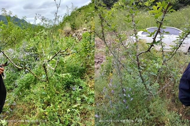 惠椒网技术下乡——四川青花椒种植管理问题整理和技术分享