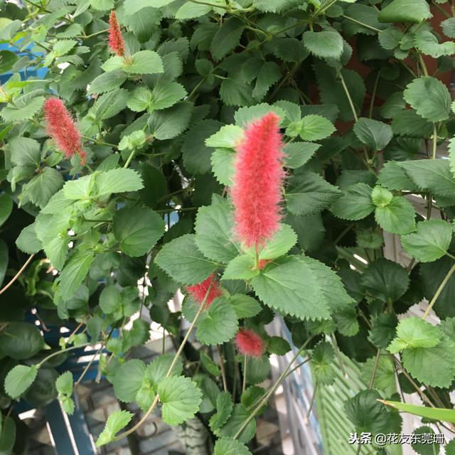 种植笔录｜种草篇｜此处应该有掌声，献给花球的最佳搭档们