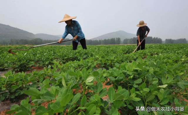 种花生巧施肥，长势好、病害少、果荚多、籽粒饱，增产增收效益好