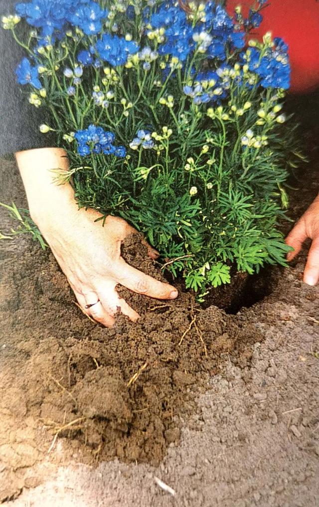 欲享受多年生草本植物常年不断绽放，且掌握它的正确种植方式