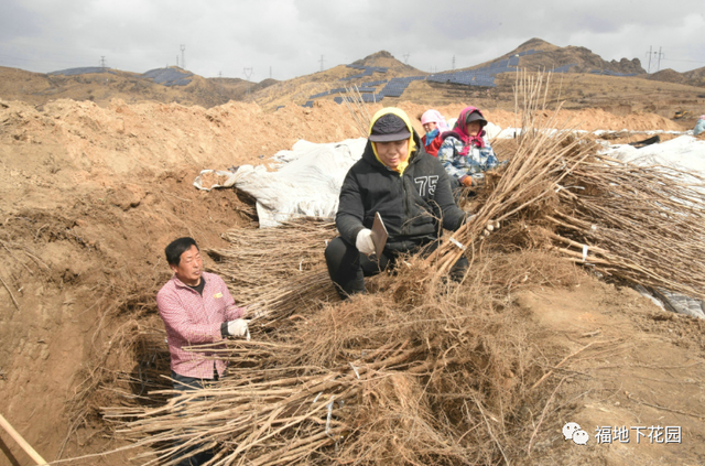 张家口下花园：栽植大果榛子 发展深加工项目