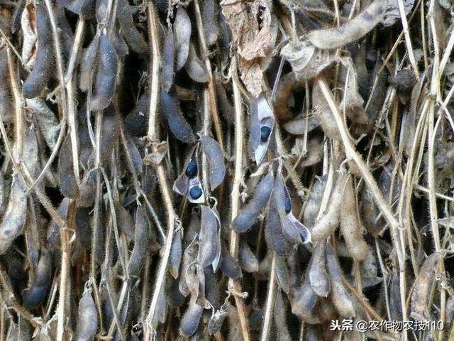 怎么种植黑毛豆，才能产量高、多挣钱？（实用）